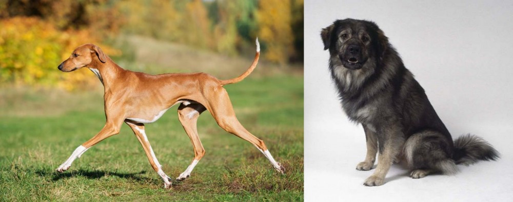 Istrian Sheepdog vs Azawakh - Breed Comparison