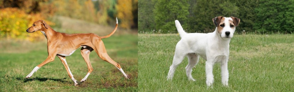 Jack Russell Terrier vs Azawakh - Breed Comparison
