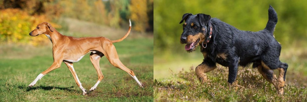 Jagdterrier vs Azawakh - Breed Comparison