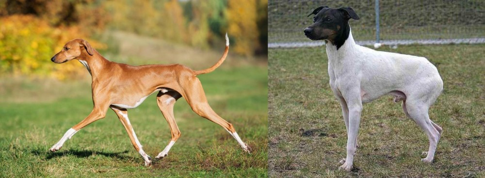 Japanese Terrier vs Azawakh - Breed Comparison