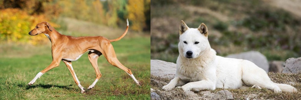 Jindo vs Azawakh - Breed Comparison