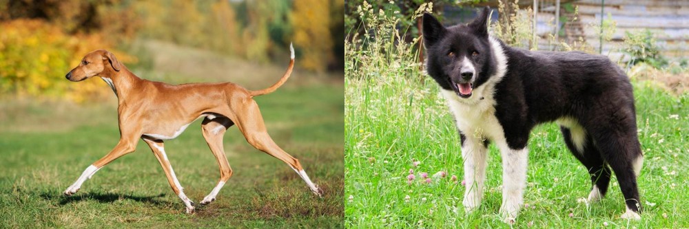 Karelian Bear Dog vs Azawakh - Breed Comparison
