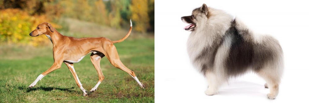 Keeshond vs Azawakh - Breed Comparison