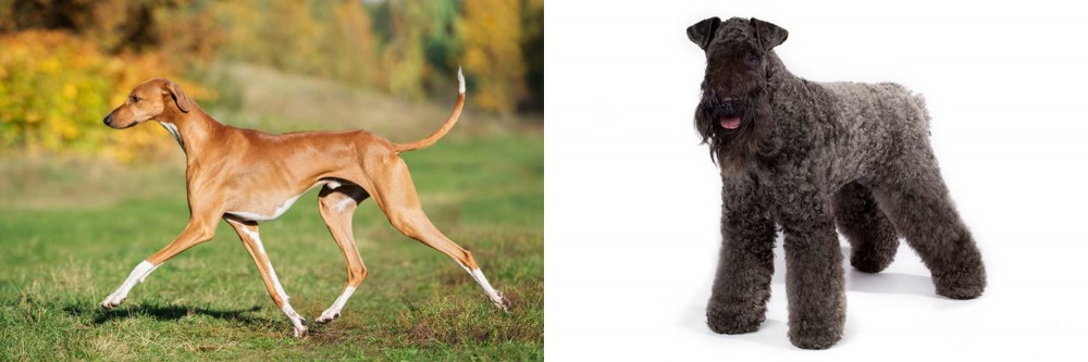 Kerry Blue Terrier vs Azawakh - Breed Comparison