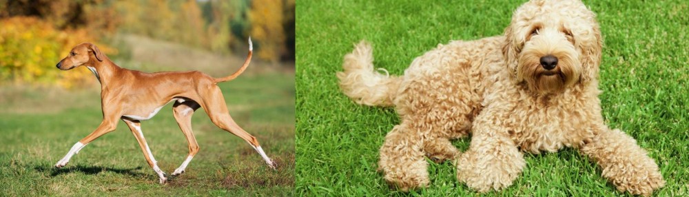 Labradoodle vs Azawakh - Breed Comparison