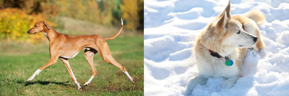 Labrador Husky vs Azawakh - Breed Comparison