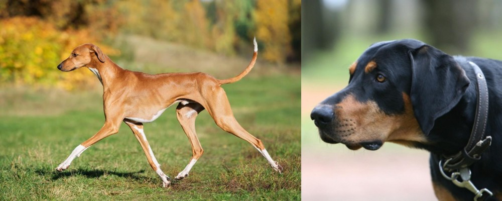 Lithuanian Hound vs Azawakh - Breed Comparison
