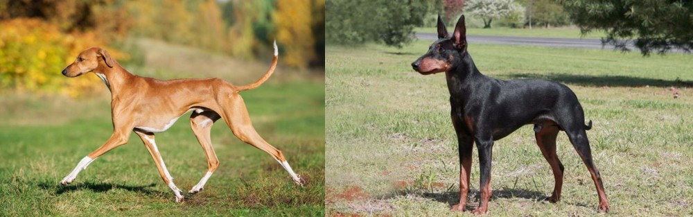 Manchester Terrier vs Azawakh - Breed Comparison