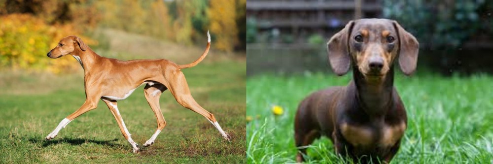 Miniature Dachshund vs Azawakh - Breed Comparison