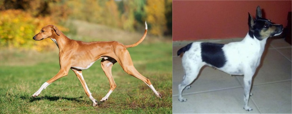 Miniature Fox Terrier vs Azawakh - Breed Comparison