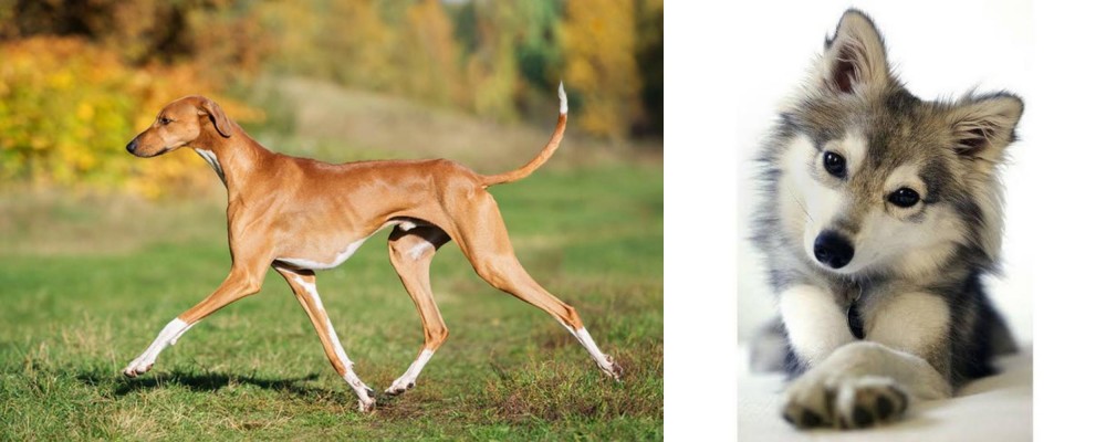 Miniature Siberian Husky vs Azawakh - Breed Comparison