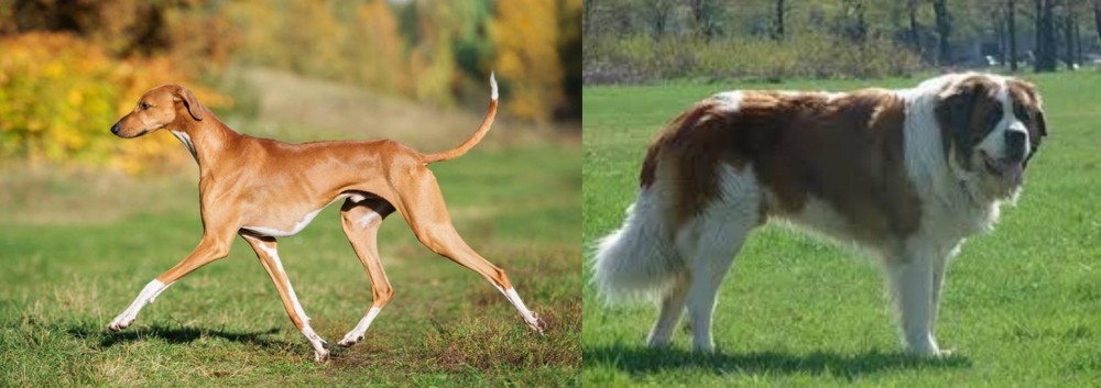 Moscow Watchdog vs Azawakh - Breed Comparison