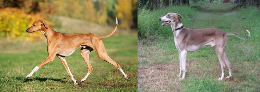 Mudhol Hound vs Azawakh - Breed Comparison