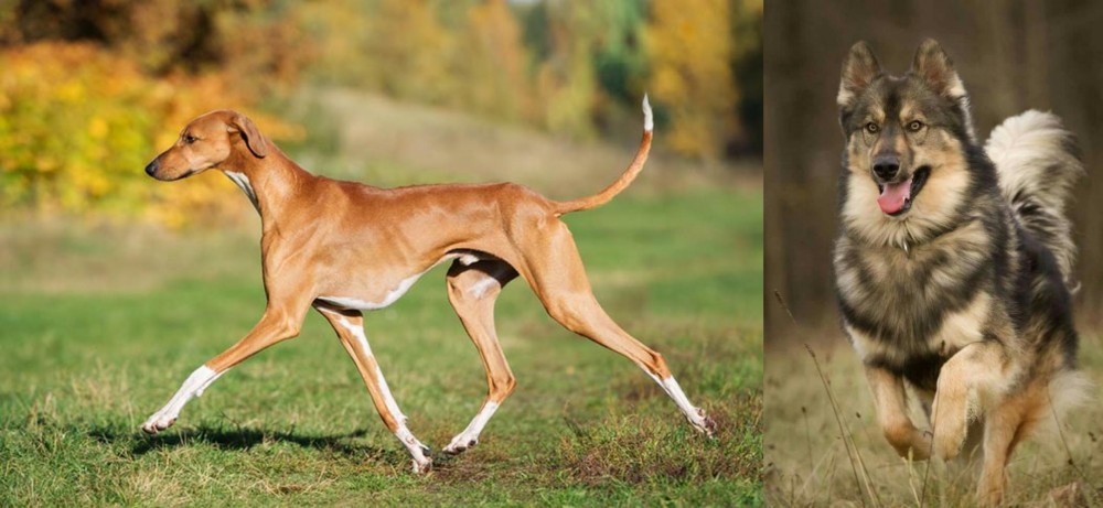 Native American Indian Dog vs Azawakh - Breed Comparison