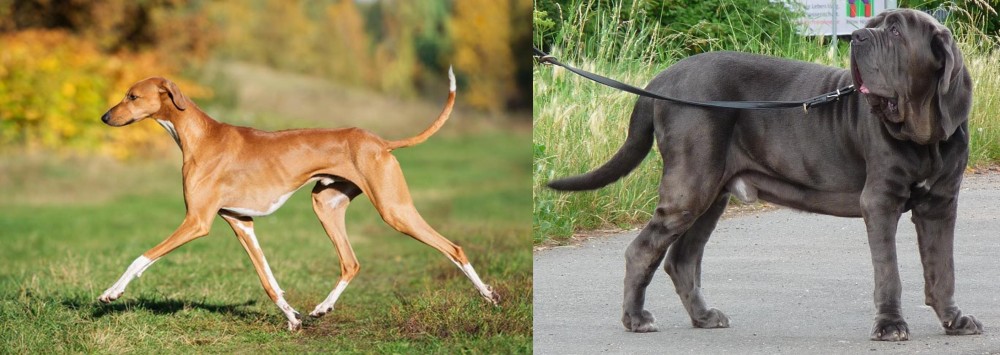 Neapolitan Mastiff vs Azawakh - Breed Comparison