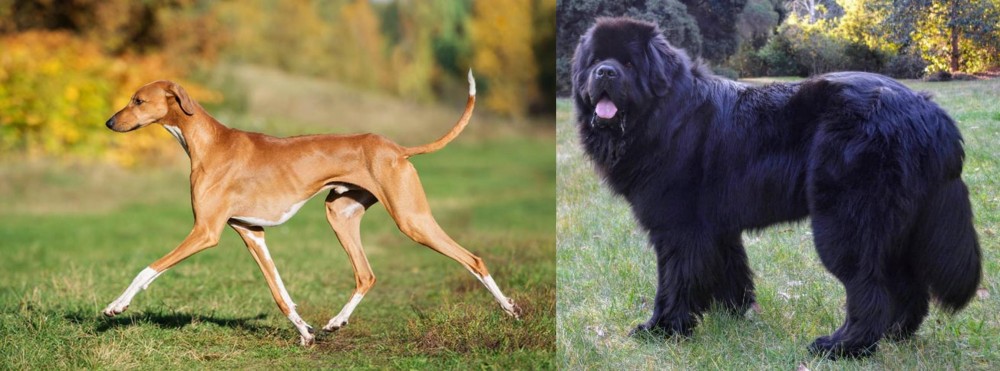 Newfoundland Dog vs Azawakh - Breed Comparison