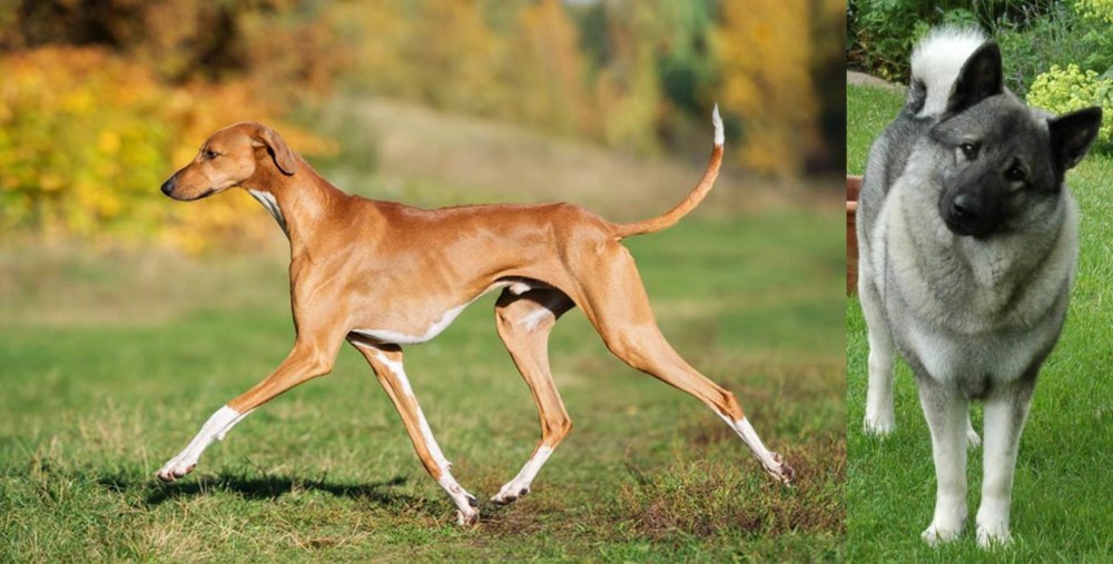 Norwegian Elkhound vs Azawakh - Breed Comparison