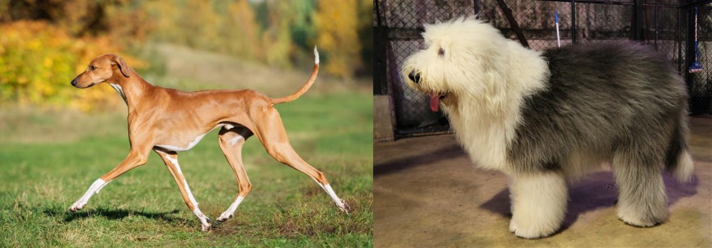 Old English Sheepdog vs Azawakh - Breed Comparison