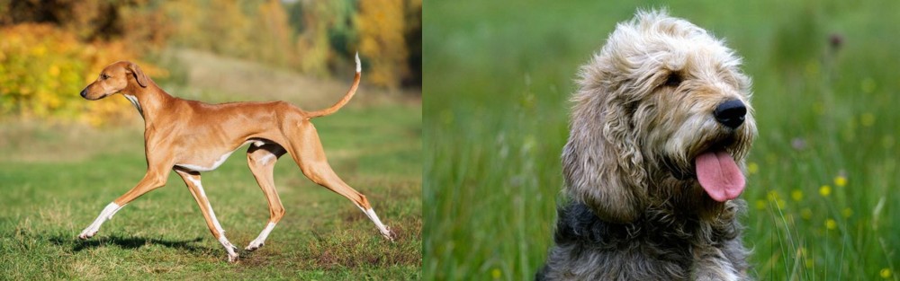 Otterhound vs Azawakh - Breed Comparison