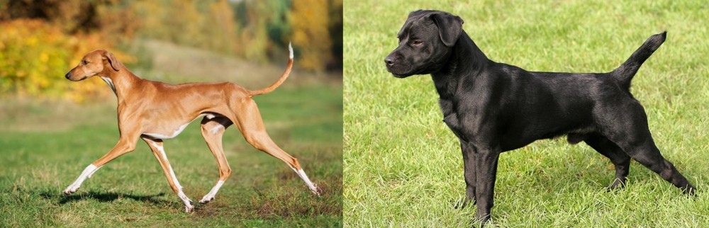Patterdale Terrier vs Azawakh - Breed Comparison
