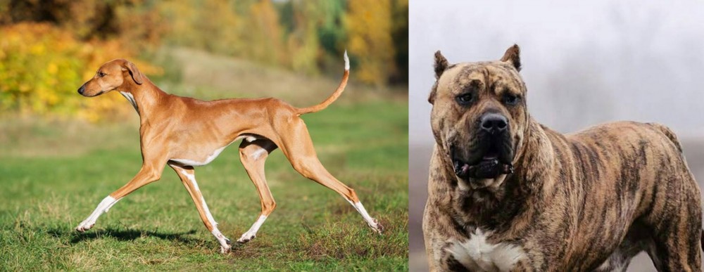 Perro de Presa Canario vs Azawakh - Breed Comparison