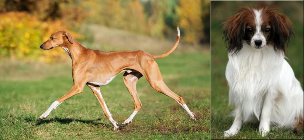 Phalene vs Azawakh - Breed Comparison