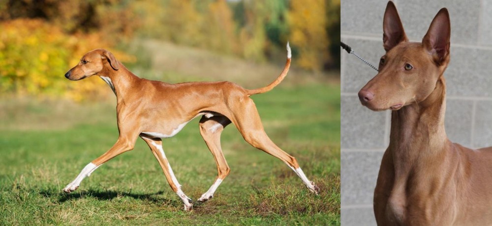 Pharaoh Hound vs Azawakh - Breed Comparison