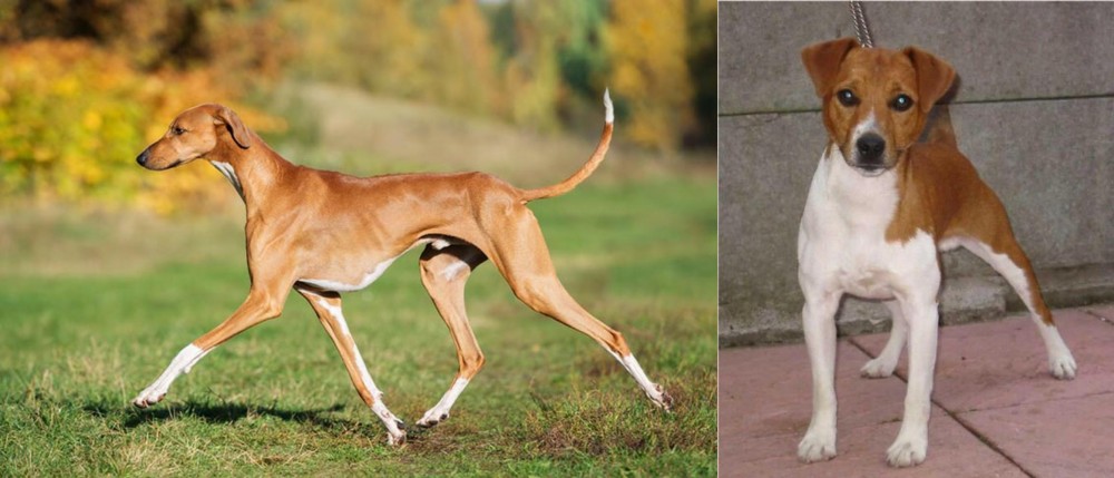 Plummer Terrier vs Azawakh - Breed Comparison