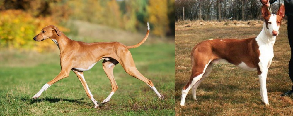 Podenco Canario vs Azawakh - Breed Comparison