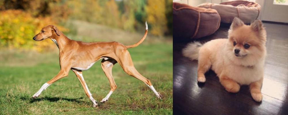 Pomeranian vs Azawakh - Breed Comparison