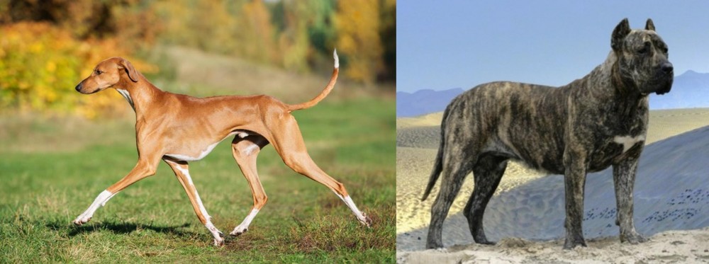 Presa Canario vs Azawakh - Breed Comparison
