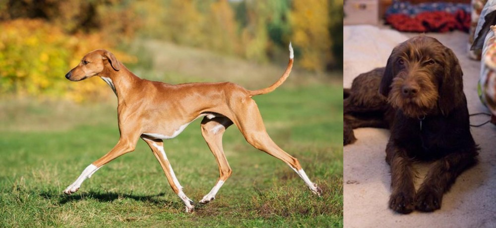 Pudelpointer vs Azawakh - Breed Comparison