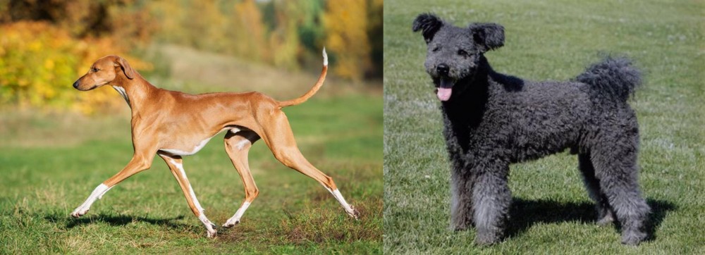 Pumi vs Azawakh - Breed Comparison