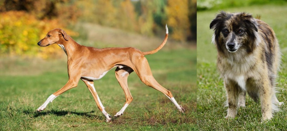 Pyrenean Shepherd vs Azawakh - Breed Comparison