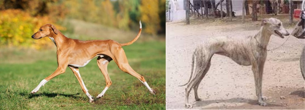 Rampur Greyhound vs Azawakh - Breed Comparison