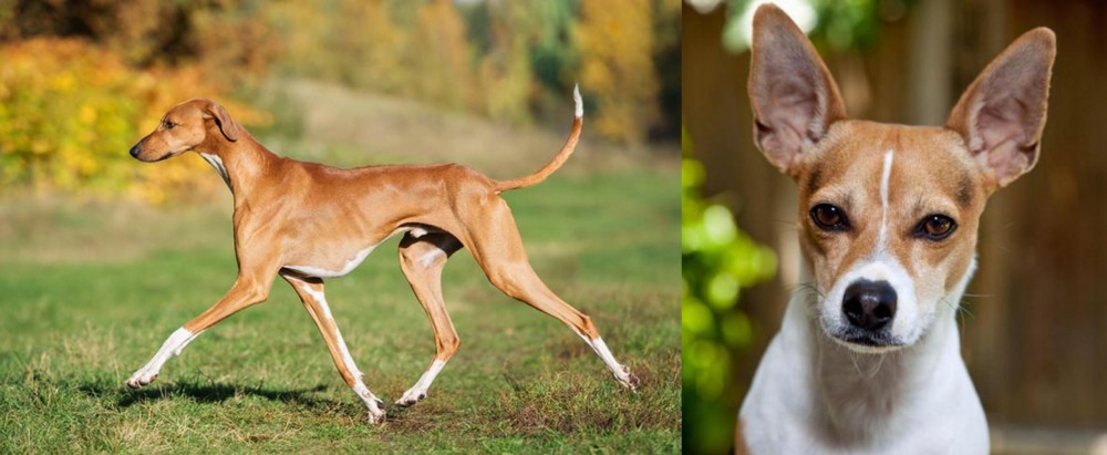 Rat Terrier vs Azawakh - Breed Comparison