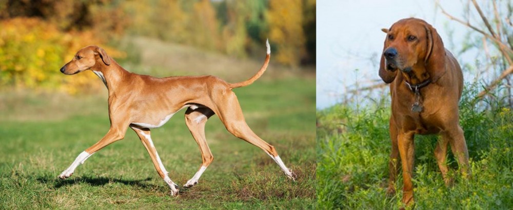 Redbone Coonhound vs Azawakh - Breed Comparison