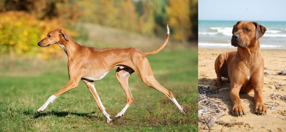 Rhodesian Ridgeback vs Azawakh - Breed Comparison
