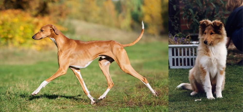 Rough Collie vs Azawakh - Breed Comparison