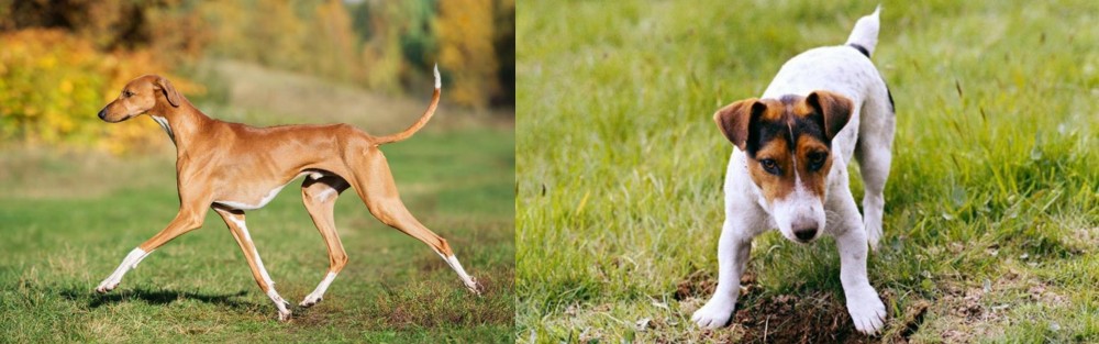 Russell Terrier vs Azawakh - Breed Comparison