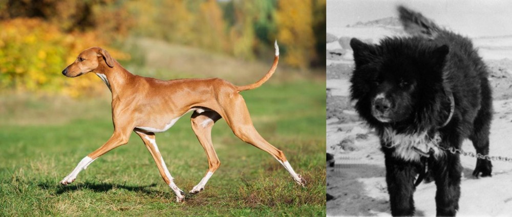 Sakhalin Husky vs Azawakh - Breed Comparison