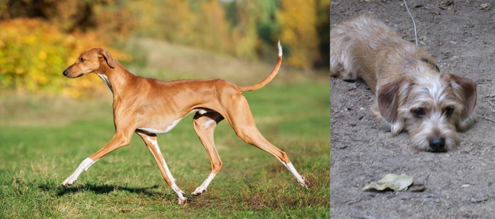 Schweenie vs Azawakh - Breed Comparison