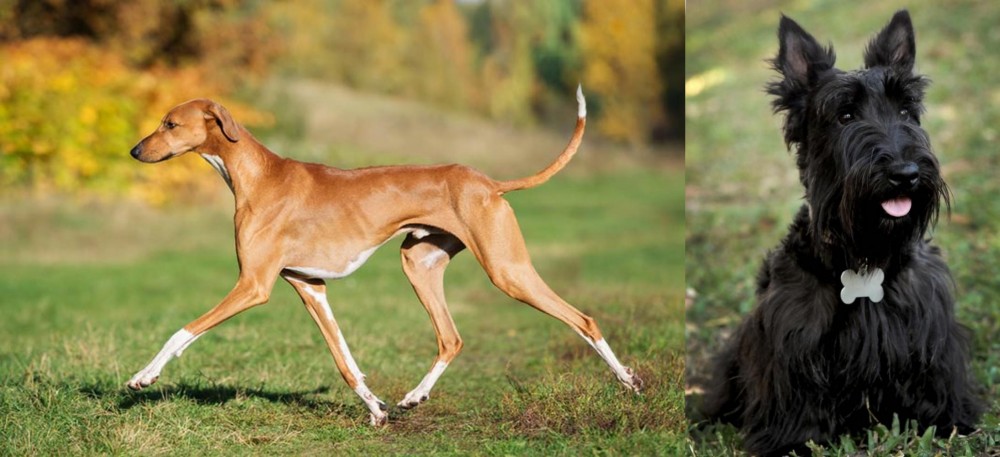Scoland Terrier vs Azawakh - Breed Comparison