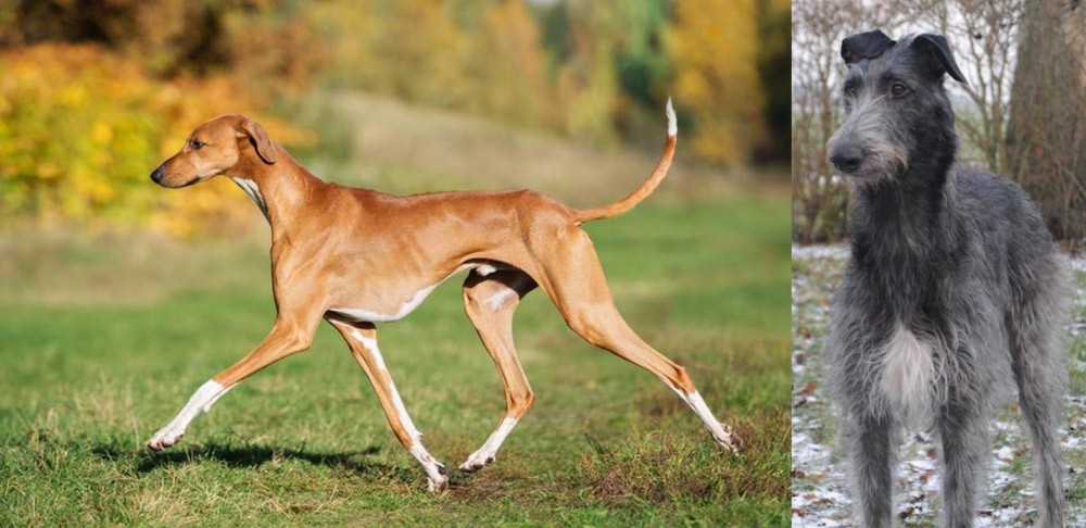 Scottish Deerhound vs Azawakh - Breed Comparison