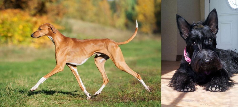 Scottish Terrier vs Azawakh - Breed Comparison