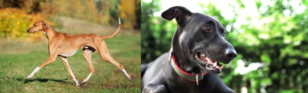Shepard Labrador vs Azawakh - Breed Comparison