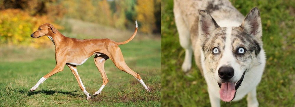 Shepherd Husky vs Azawakh - Breed Comparison