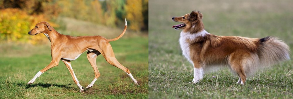 Shetland Sheepdog vs Azawakh - Breed Comparison