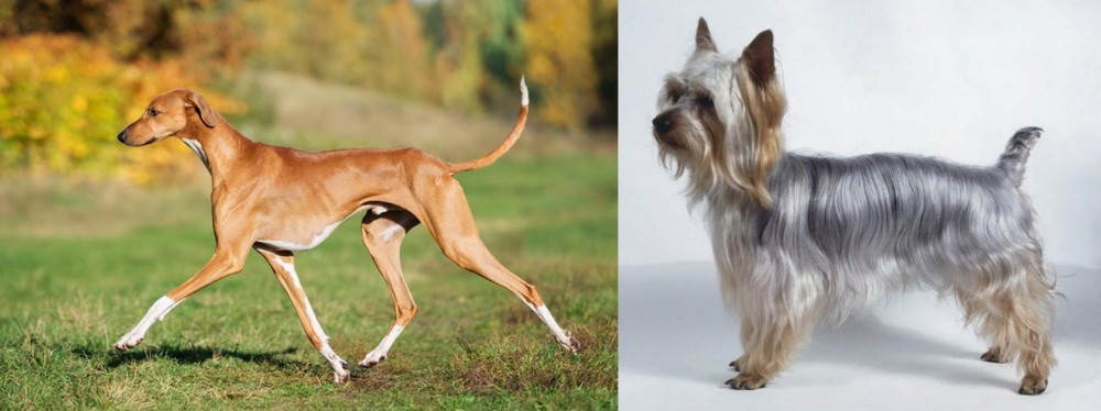 Silky Terrier vs Azawakh - Breed Comparison