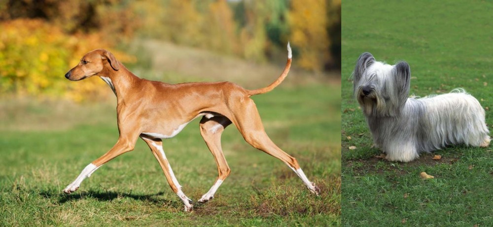 Skye Terrier vs Azawakh - Breed Comparison